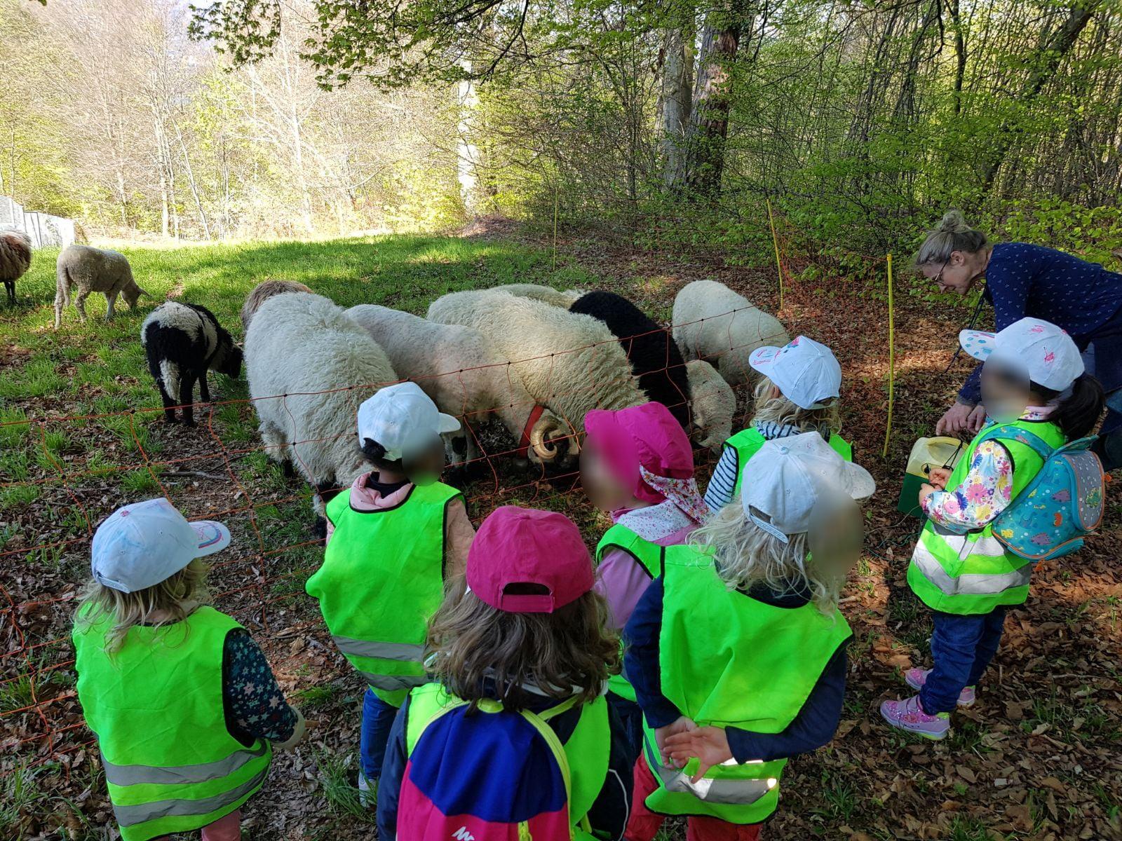 Schafe beobachten