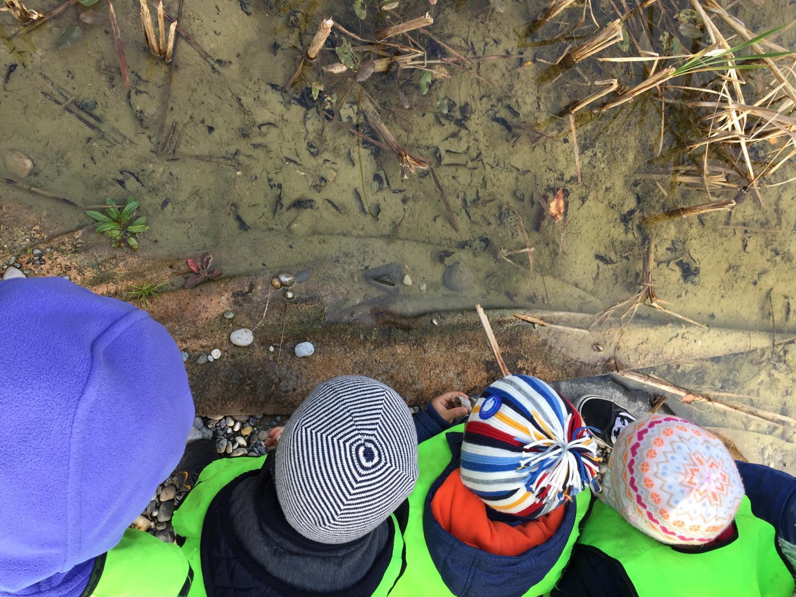 Igel und Wasserschnecken suchen