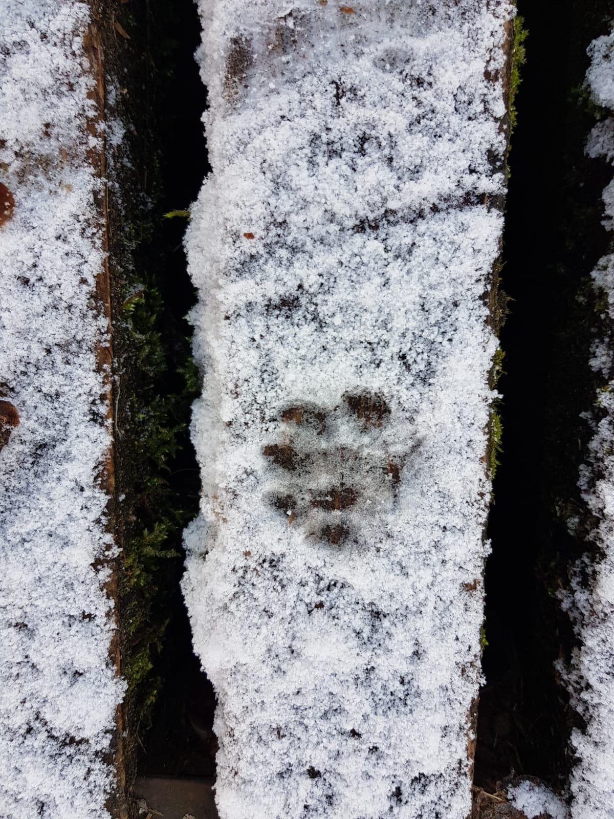 Spuren suchen im Schnee