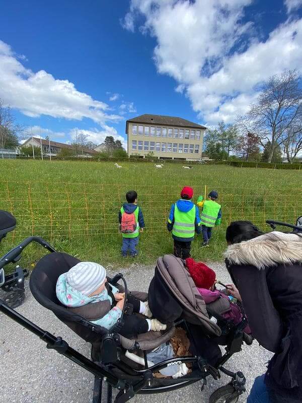 schaffe beobachten kinderbetreuung blueemli kinderkrippe und waldkinderkrippe