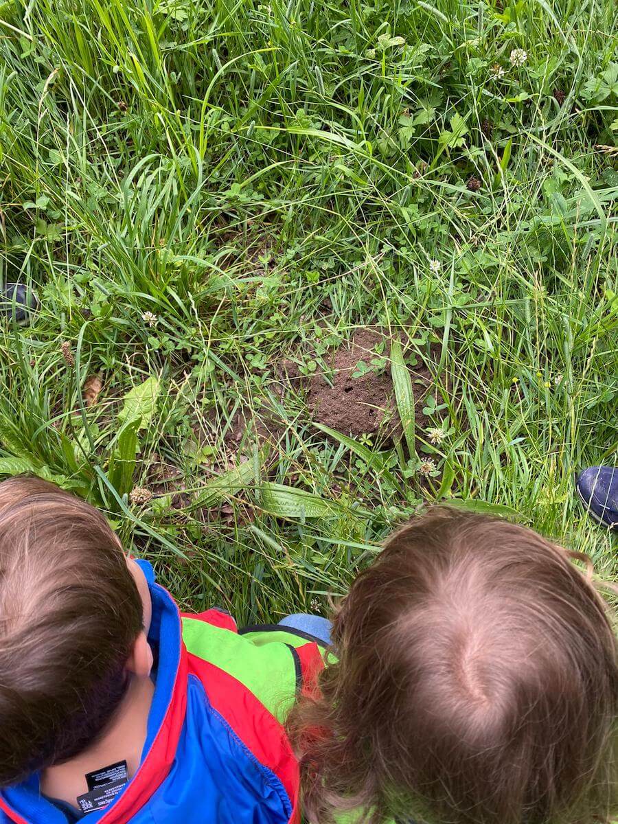 ameisen beobachten kinderbetreuung blueemli kinderkrippe und waldkinderkrippe