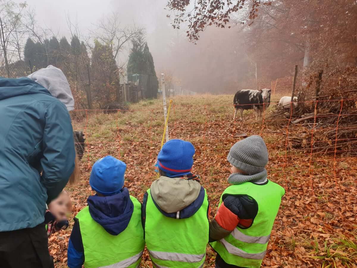 schafe beobachten kinderbetreuung kinderkrippe und waldkinderkrippe blueemli in zuerich witikon