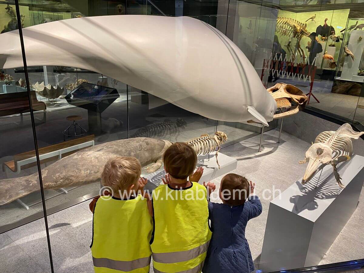 besuch zoologisches museum zuerich kinderbetreuung kinderkrippe und waldkinderkrippe blueemli in zuerich witikon