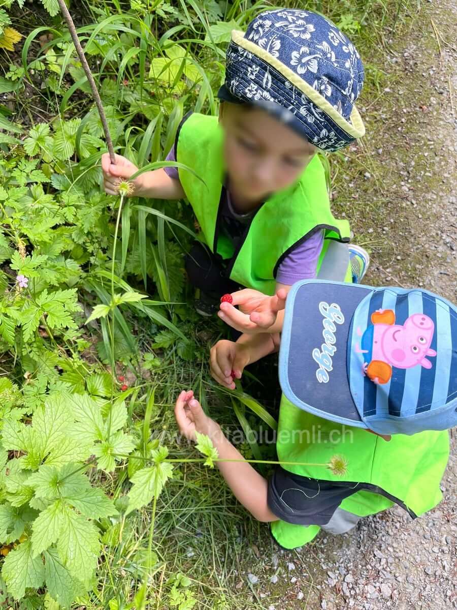 feine wildbeeren kinderbetreuung kinderkrippe und waldkinderkrippe blueemli in zuerich witikon