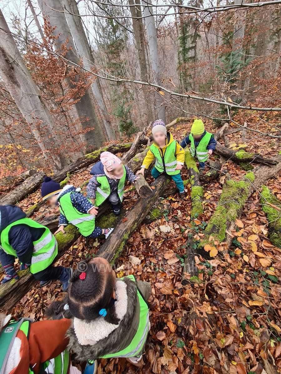 ein unvergesslicher waldtag kinderbetreuung kinderkrippe und waldkinderkrippe blueemli in zuerich witikon