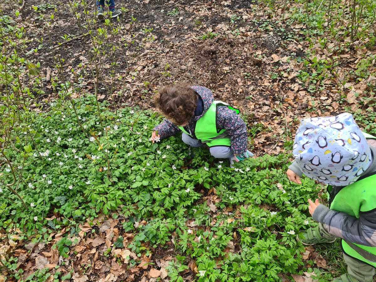 die ersten blumen im wald kinderbetreuung kinderkrippe und waldkinderkrippe blueemli in zuerich witikon