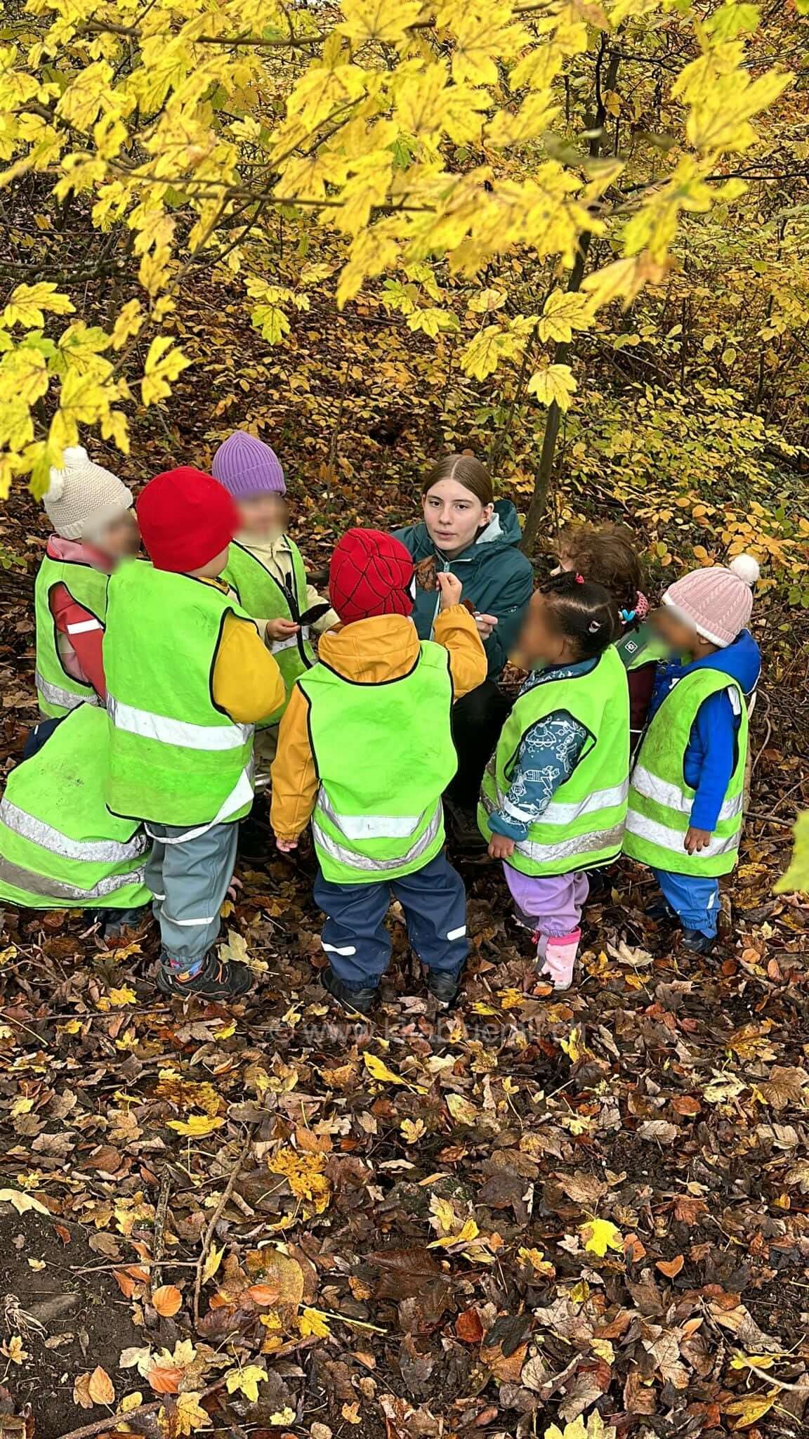 herbstblaetter beobachten kinderbetreuung kinderkrippe und waldkinderkrippe blueemli in zuerich witikon