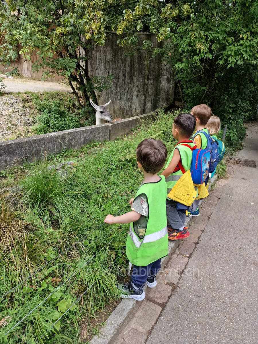 zoo besuch kinderbetreuung kinderkrippe und waldkinderkrippe blueemli in zuerich witikon