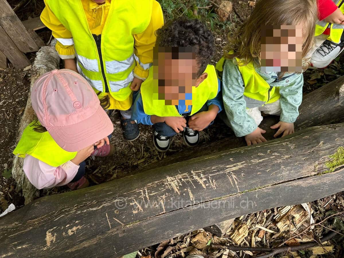 ameisen beobachten kinderbetreuung kinderkrippe und waldkinderkrippe blueemli in zuerich witikon