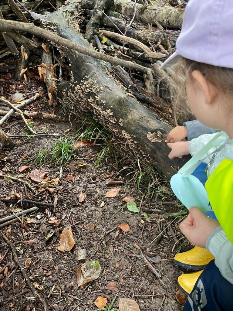 Waldforscher mit Kindern – 7 spannende Naturentdeckungen
